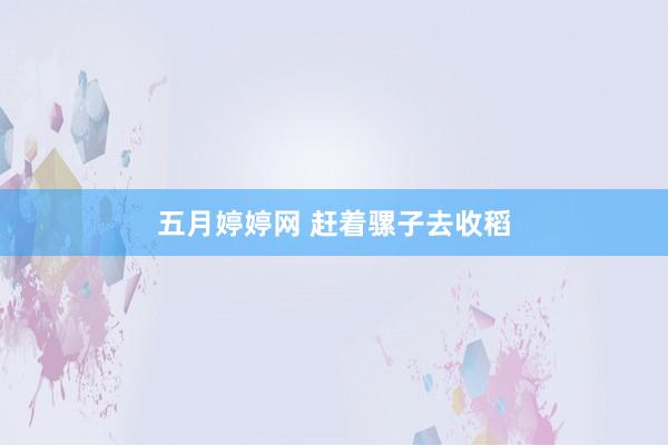 五月婷婷网 赶着骡子去收稻